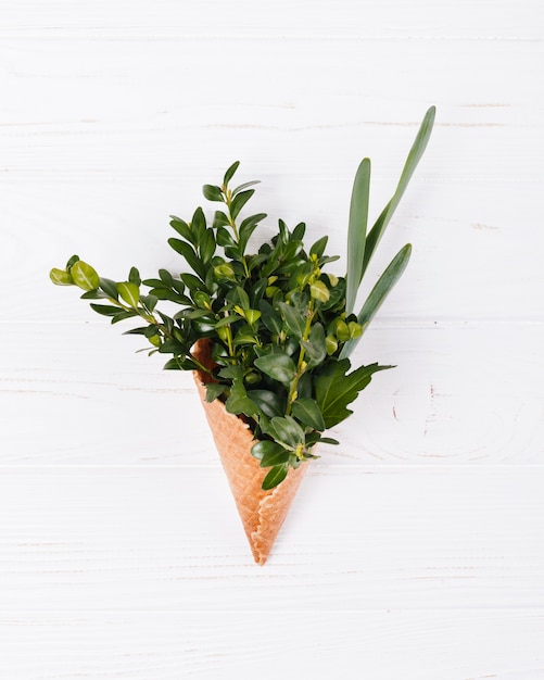 Plantar em um cone