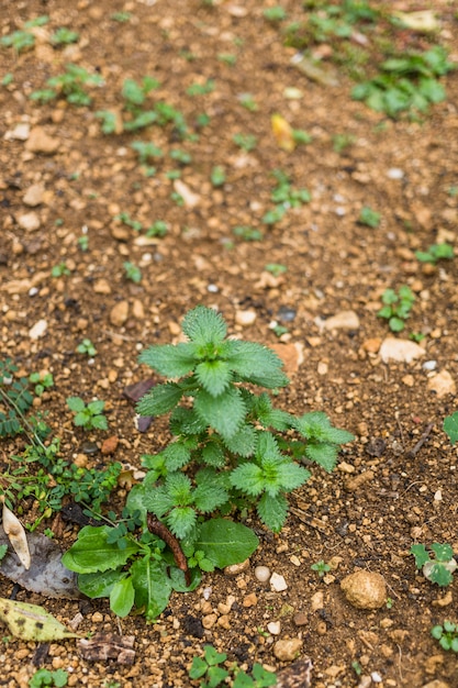 Foto grátis plantar