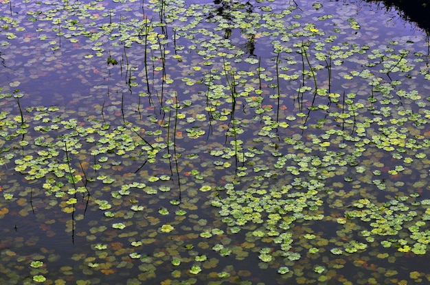 Plantas aquáticas verdes flutuando em um pântano