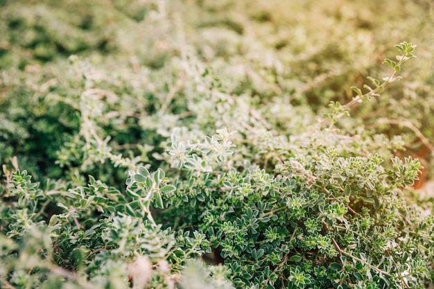 Plantas com pequenas folhas verdes no jardim