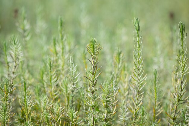 Plantas de alecrim na natureza