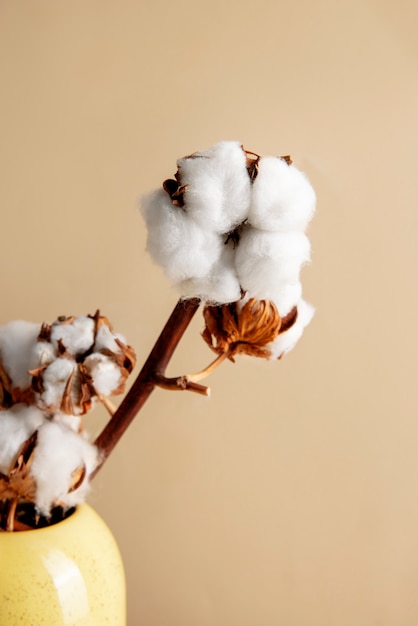 Foto grátis plantas de algodão ainda vivas