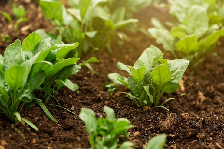 Foto grátis plantas de alto ângulo com folhas verdes
