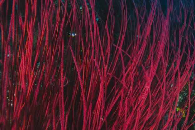 Plantas de aquário decorativas de cor vermelha
