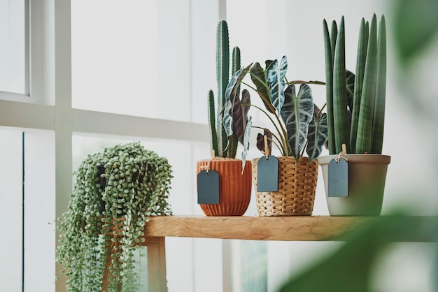 Plantas de casa em uma floricultura