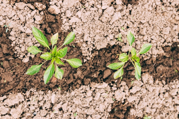 Plantas de close-up em solo úmido