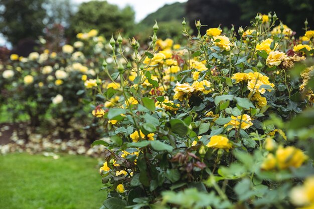 plantas de flores amarelas no jardim