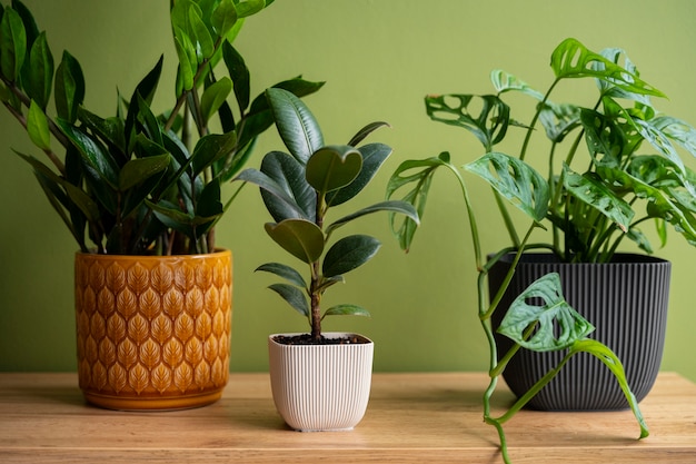 Foto grátis plantas de interior em estúdio