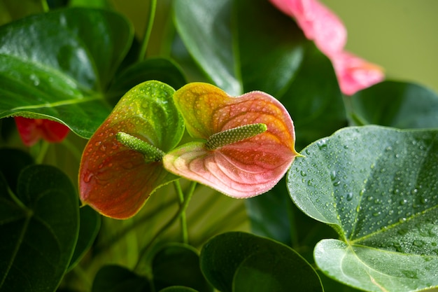 Foto grátis plantas de interior em estúdio