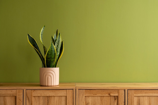 Plantas de interior em estúdio