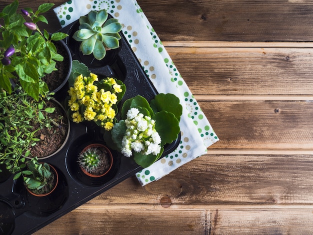 Plantas de jardinagem em caixa de plástico com guardanapo na mesa de madeira