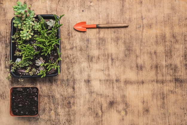 Foto grátis plantas de vista superior com pá