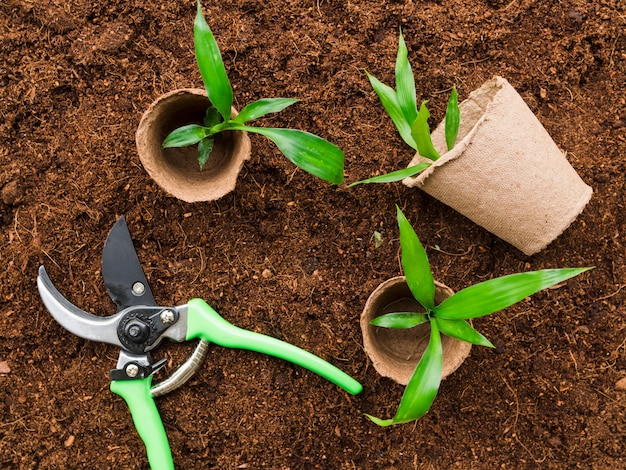 Foto grátis plantas de vista superior com tesoura