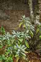 Foto grátis plantas e arbustos