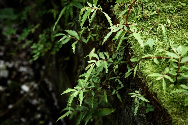 Plantas e musgo com fundo desfocado