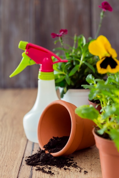 Plantas e vaso de flores de close-up