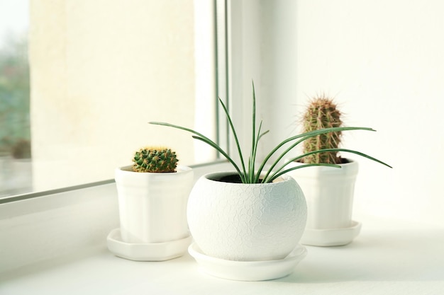 Plantas em vasos no peitoril da janela branca