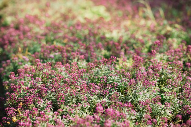 Plantas frescas crescendo na estufa