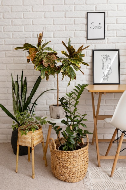 Plantas lindas de alto ângulo em casa