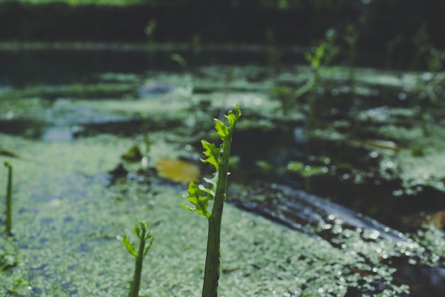 Foto grátis plantas que crescem na água