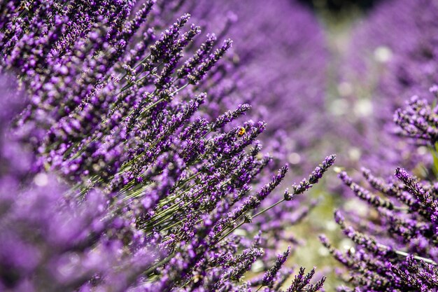 plantas roxas de Lavandula que crescem no meio do campo