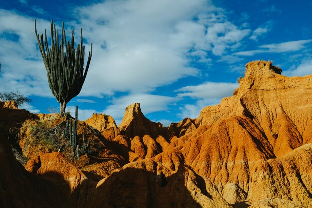 Plantas selvagens exóticas crescendo nas rochas vermelhas no deserto de Tatacoa, Colômbia