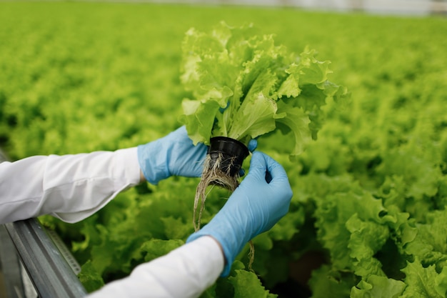 Foto grátis plantas sendo plantadas em estufa