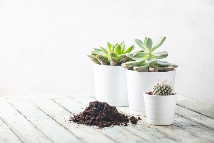 Plantas suculentas e cactos