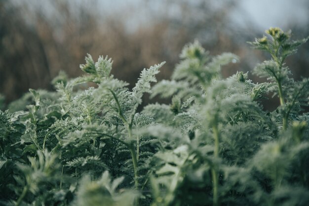 Plantas verdes em um campo