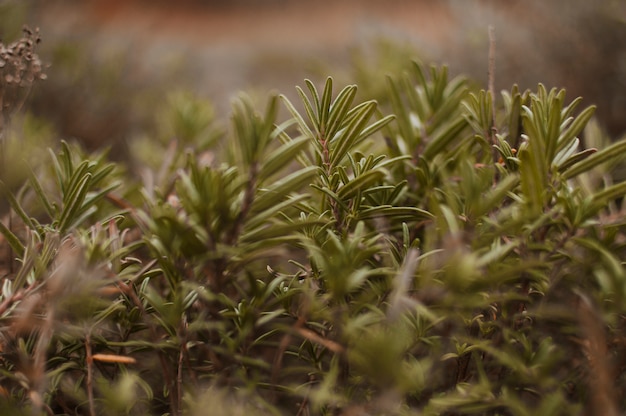 Plantas