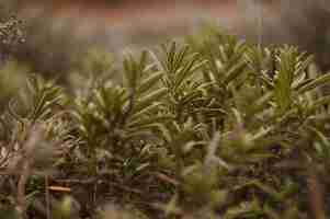 Foto grátis plantas