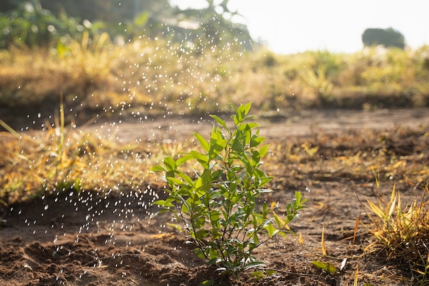 Plante no campo