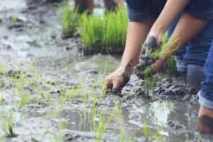 Foto grátis plantio nas terras de arroz orgânico