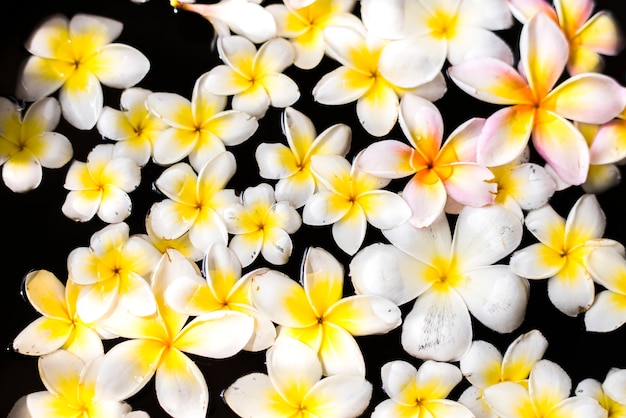 Foto grátis plumeria flutuando na água no salão spa