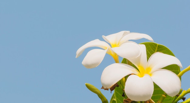 Foto grátis plumeria na sua árvore sobre fundo de céu azul