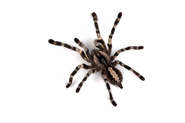 Poecilotheria regalis tarantula isolada em fundo branco regalis tarantula closeup em fundo branco