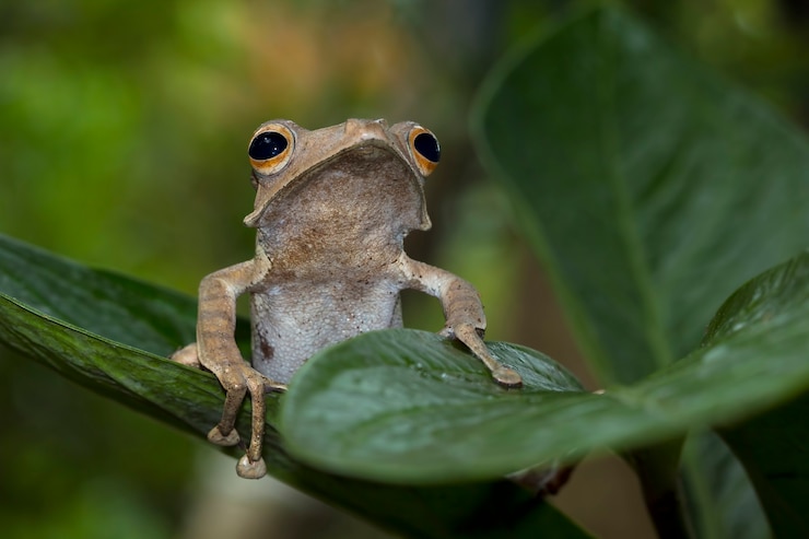 Foto grátis polypedates otilophus sentado em folhas verdes
