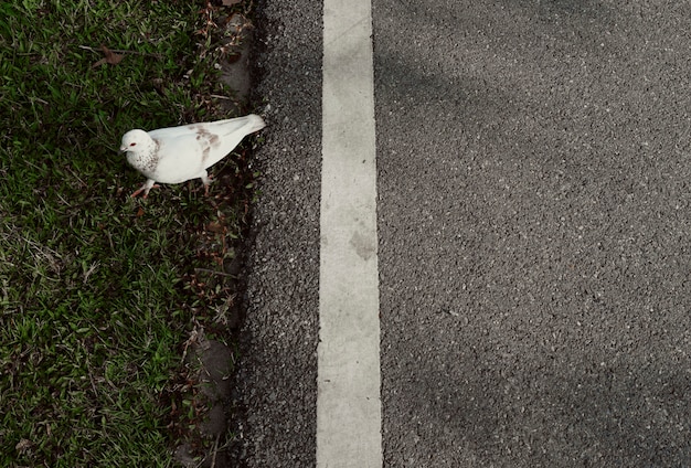 Pombo andando na rua