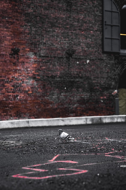 Pombo cinza em pavimento de concreto cinza