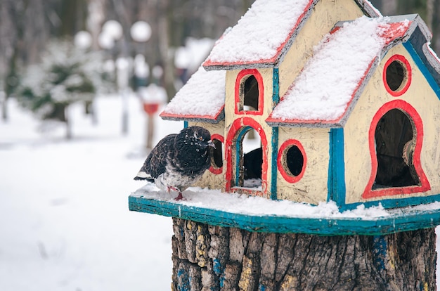 Pombo perto de um alimentador de madeira brilhante na floresta de inverno