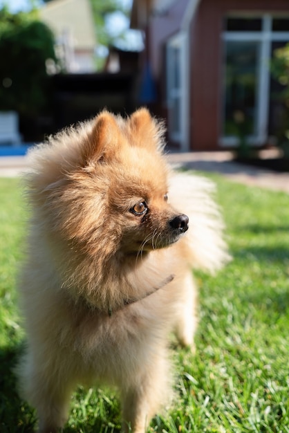 Pomerânia com pelo amarelo na grama olhando para a direita