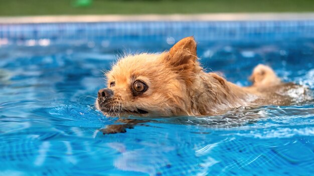 Pomerânia nadando em uma piscina