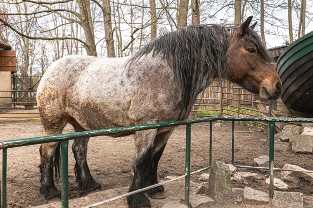 Pônei triste no zoológico animal selvagem em cativeiro