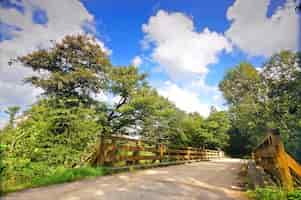 Foto grátis ponte de madeira com árvores frondosas