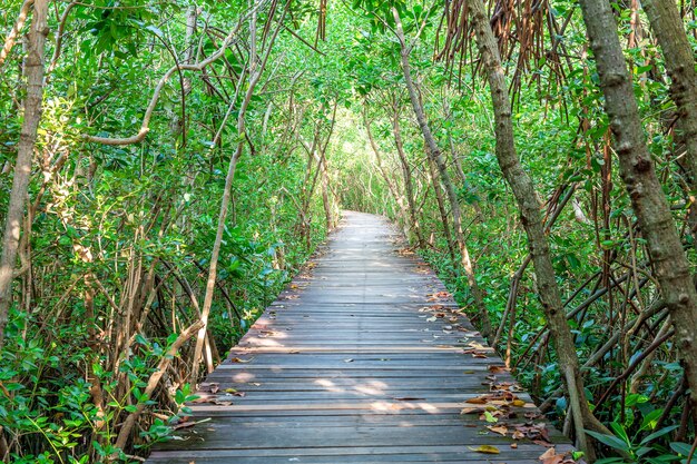 Ponte de madeira e floresta de mangue.