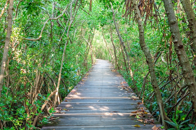 Ponte de madeira e floresta de mangue.