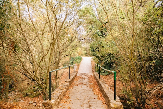 Foto grátis ponte na natureza