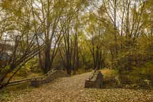 Foto grátis ponte sobre a água no meio de árvores de folhas verdes no parque rostrkino na rússia