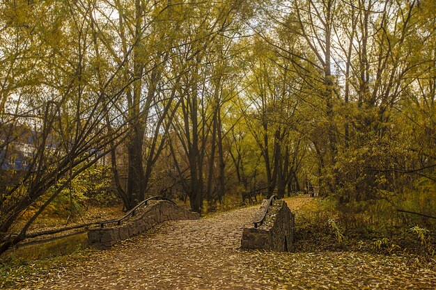 Ponte sobre a água no meio de árvores de folhas verdes no parque Rostrkino na Rússia