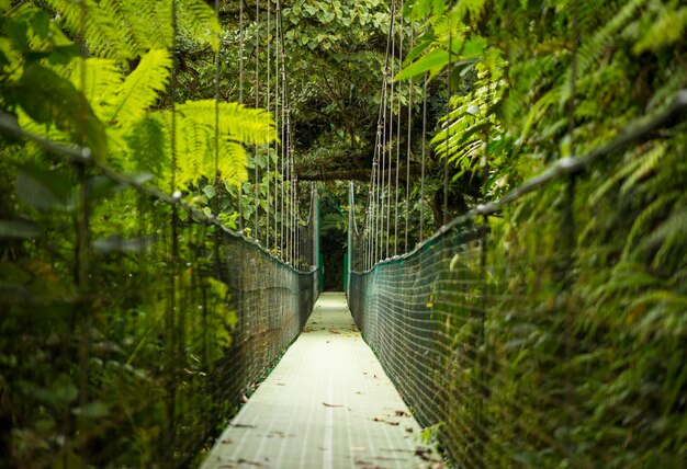 Ponte suspensa na floresta tropical